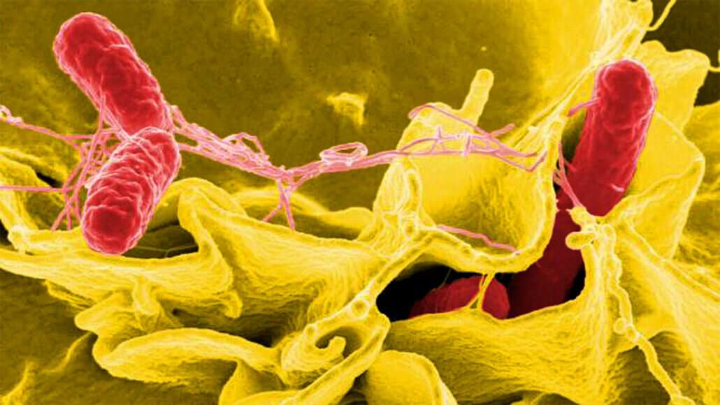 Immune Cells' Interesting Defense System